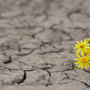 Developing career resilience